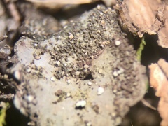 Peltigera lepidophora