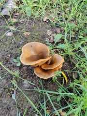 Omphalotus olivascens