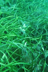 Posidonia australis