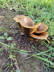 Omphalotus olivascens
