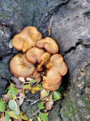 Omphalotus olivascens