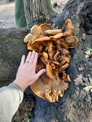 Omphalotus olivascens