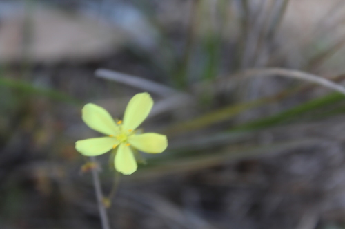 Drosera moorei