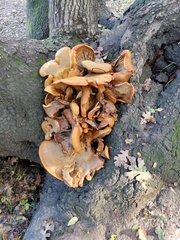 Omphalotus olivascens