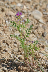 Astragalus lentiginosus diphysus