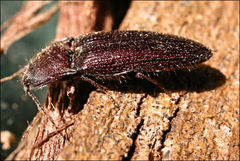Hapatesus hirtus
