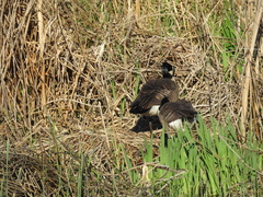 Branta canadensis