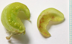 Astragalus lentiginosus diphysus