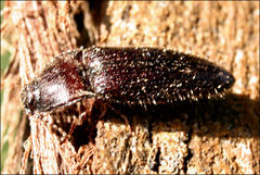Hapatesus hirtus