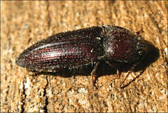 Hapatesus hirtus