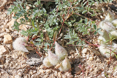 Astragalus newberryi castoreus