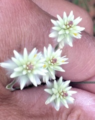 Pfaffia tuberosa