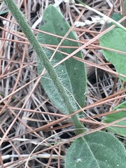 Pfaffia tuberosa