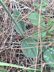 Pfaffia tuberosa