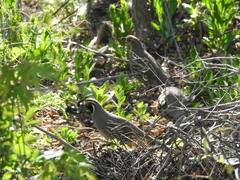 Callipepla californica
