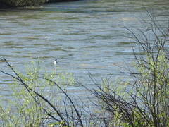 Mergus merganser