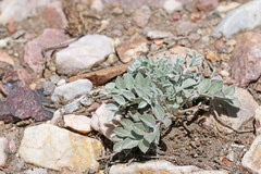 Astragalus newberryi castoreus