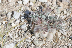 Astragalus newberryi castoreus