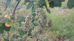 Angiospermae