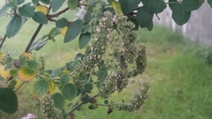 Angiospermae