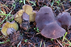 Calocybe onychina
