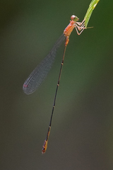 Metaleptobasis bovilla