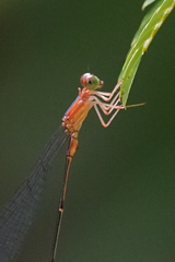 Metaleptobasis bovilla