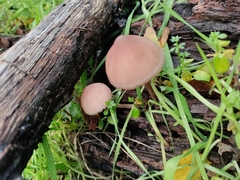 Mycena haematopus