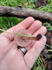 Mycena haematopus