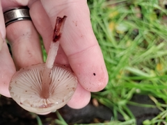 Mycena haematopus