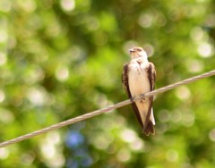 Brown-Chested Martin photo 5
