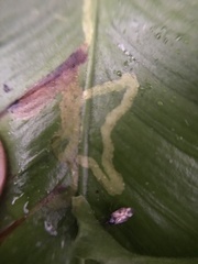 Phytomyza scolopendri