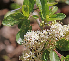 Ceanothus martini