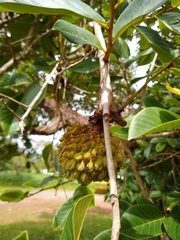 Annona crassiflora