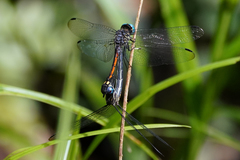 Micrathyria atra