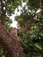 Annona crassiflora