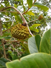 Annona crassiflora