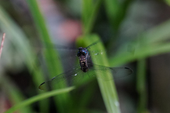 Micrathyria atra