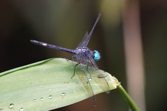 Micrathyria atra