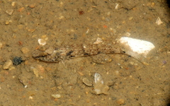 Favonigobius reichei