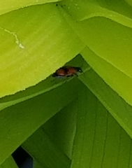 Anthocomus equestris