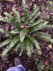 Phytomyza scolopendri