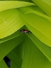 Anthocomus equestris