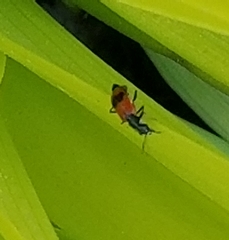 Anthocomus equestris