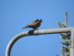 Streptopelia decaocto
