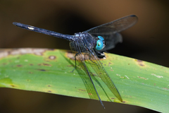 Micrathyria atra