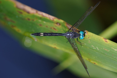 Micrathyria atra
