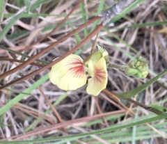 Macroptilium prostratum