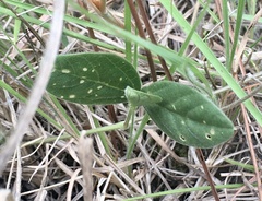 Macroptilium prostratum