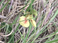 Macroptilium prostratum